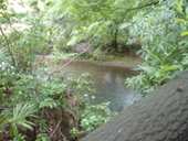 �g�g���̐X�ۑS�����i2011�N3��ځj